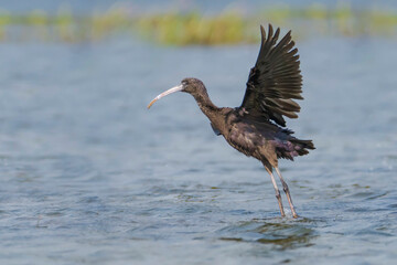 Glossy Ibis in flight