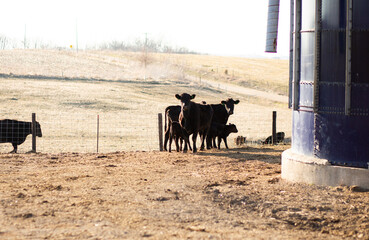Angus Cows in Cattle Yard 