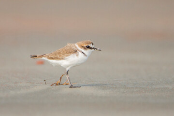 Kentish Plover on the beach