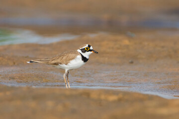 Little Ringed Plover on the beach