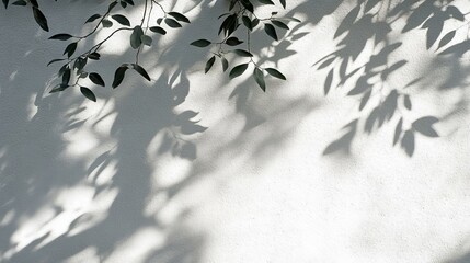 103.Leaf shadow and light on wall background. Nature tropical leaves tree branch and plant shade with sunlight from sunshine dappled on white wall texture for background wallpaper, shadow overlay