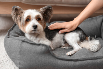 Cute Biewer Terrier dog with owner lying in pet bed at home, closeup