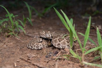 Western Diamondback Rattlesnake