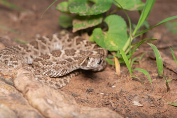 Western Diamondback Rattlesnake