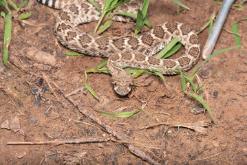 Western Diamondback Rattlesnake