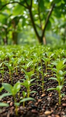 Fototapeta premium Coffee bean seedlings growing in a beautiful green natural background, fresh