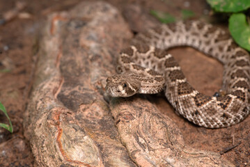 Western Diamondback Rattlesnake
