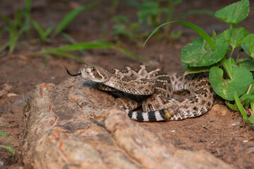 Western Diamondback Rattlesnake
