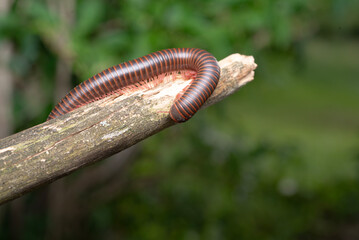 American Giant Millipede