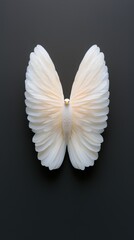 Fototapeta premium White Dove Wings Spread in Butterfly Shape Minimalist Photo Creative Concept Spiritual