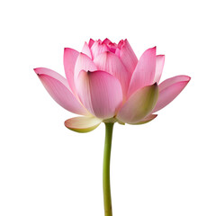 Beautiful Pink Lotus Flower in Full Bloom on a Stem