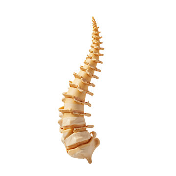 Detailed anatomical model of a human spine