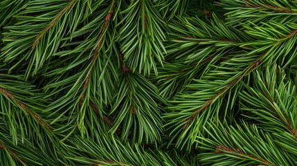 Detailed closeup of pine needles, natural green, outdoor wilderness freshness