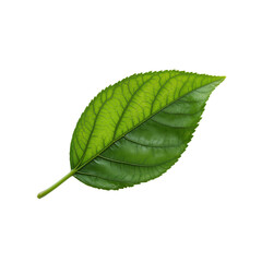 Obraz premium Fresh green leaf with intricate vein patterns and smooth texture