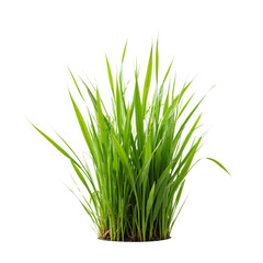 Obraz premium Lush Green Grass Plant Growing in Soil