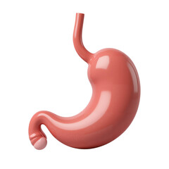 Realistic 3D Model of a Human Stomach Anatomy
