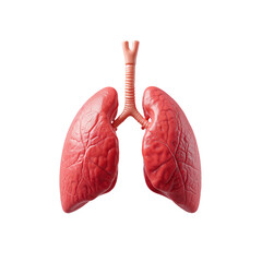 Realistic 3D model of human lungs with detailed anatomy