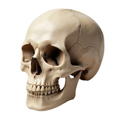 Obraz premium Realistic human skull model with detailed features and cracks