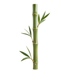 Vertical bamboo stalk with green foliage and natural texture