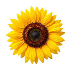 Fototapeta premium Vibrant sunflower with bright yellow petals and dark center