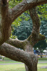 Seeing the leaves of the trees from the tree trunks that curve into circles