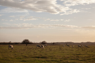 Herd of Podolian cows graze free range on pastures in Zasavica Serbia, Vojvodina. Podolian cattle is a breed of cows and beefs from Europe with long horns.