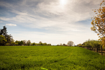 A vast green grassfield in Berkasovo, Serbia, Fruska Gora, a the natural landscape. The area is...