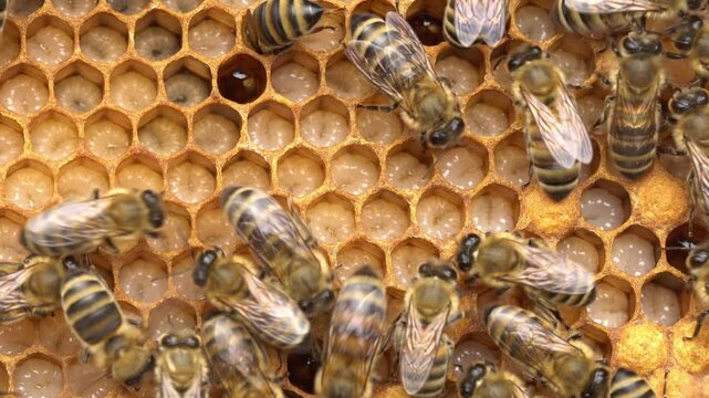 Bee larvae, eggs, pupae and adult. Honeybee Reproduction and Life Cycle