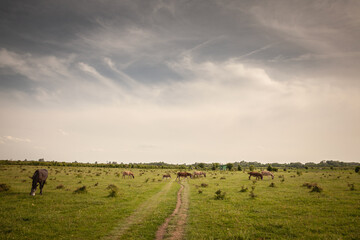 Panorama of a field with Donkeys Standing in a Pasture in Vojvodina, Serbia, Zasavica, at dusk. Equus Asinus, or domestic donkey, is a cattle farm animal.