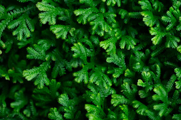 Natural background of green leaves, nature abstract wallpaper.