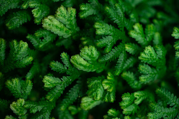 Natural background of green leaves, nature abstract wallpaper.