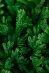 Natural background of green leaves, nature abstract wallpaper.