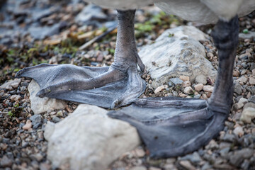 A close-up of swan paws reveals the unique structure of their webbed feet. The image highlights...