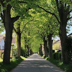Obraz premium A serene springtime street on the island of RÃ¼gen, bordered by tall lime trees whose leaves create a green tunnel overhead. The dappled light filtering through the branches highlights the bright,