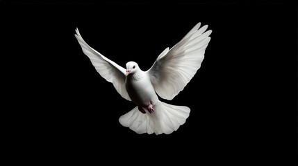 White Dove in Flight  Peace Symbol  Isolated on Black Background