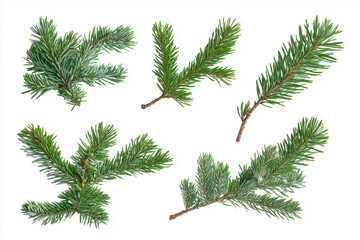 branch of fir tree isolated on white
