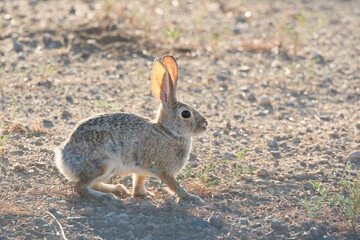 Cute cottontail bunny rabbit in golden morning light somewhere in the desert