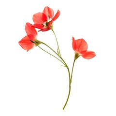 Obraz premium Touch-me-not Flower isolated on white background.close up.