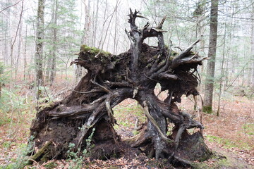 Big roots of a fallen tree in the forest in autumn. Autumn landscape with woods and october calendar. Canada landscape and Quebec park. Environment preservation of the nature. Forestry and forest.