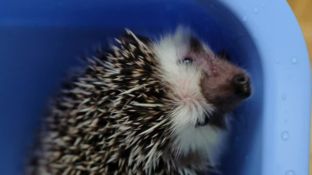 African pygmy hedgehogs bathing in a blue bath.Hedgehogs Hygiene.process of washing a hedgehogs .Hedgehog moves in warm water in the bath. 