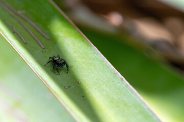 Agave Jumping Spider (Paraphidippus basalis)