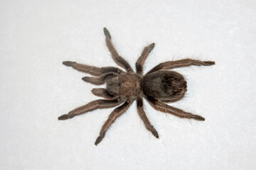 Arizona Blond Tarantula (Aphonopelma chalcodes)