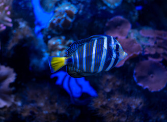 An imperial angel fish on a coral background.