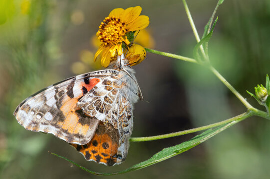 White-banded Crab Spider (Misumenoides formosipes) with Painted Lady Butterfly