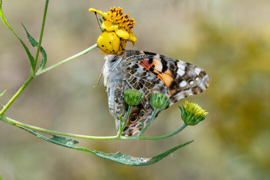 White-banded Crab Spider (Misumenoides formosipes) with Painted Lady Butterfly