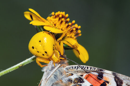 White-banded Crab Spider (Misumenoides formosipes) with Painted Lady Butterfly