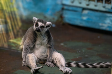 An old sick lemur in a zoo cage.