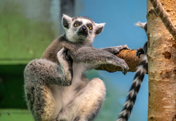 Feline lemurs in close-up.