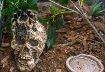 A bird-eating spider on a skull in close-up.