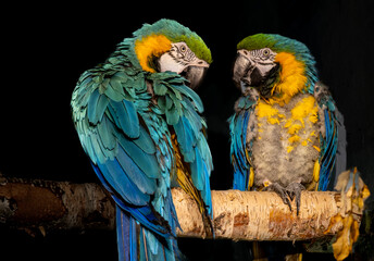 Two colored cockatoo parrots nearby. A pair of birds in love.